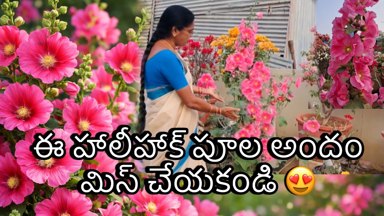 ఈ హాలీహాక్ పూల అందం మిస్ చేయకండి 😍