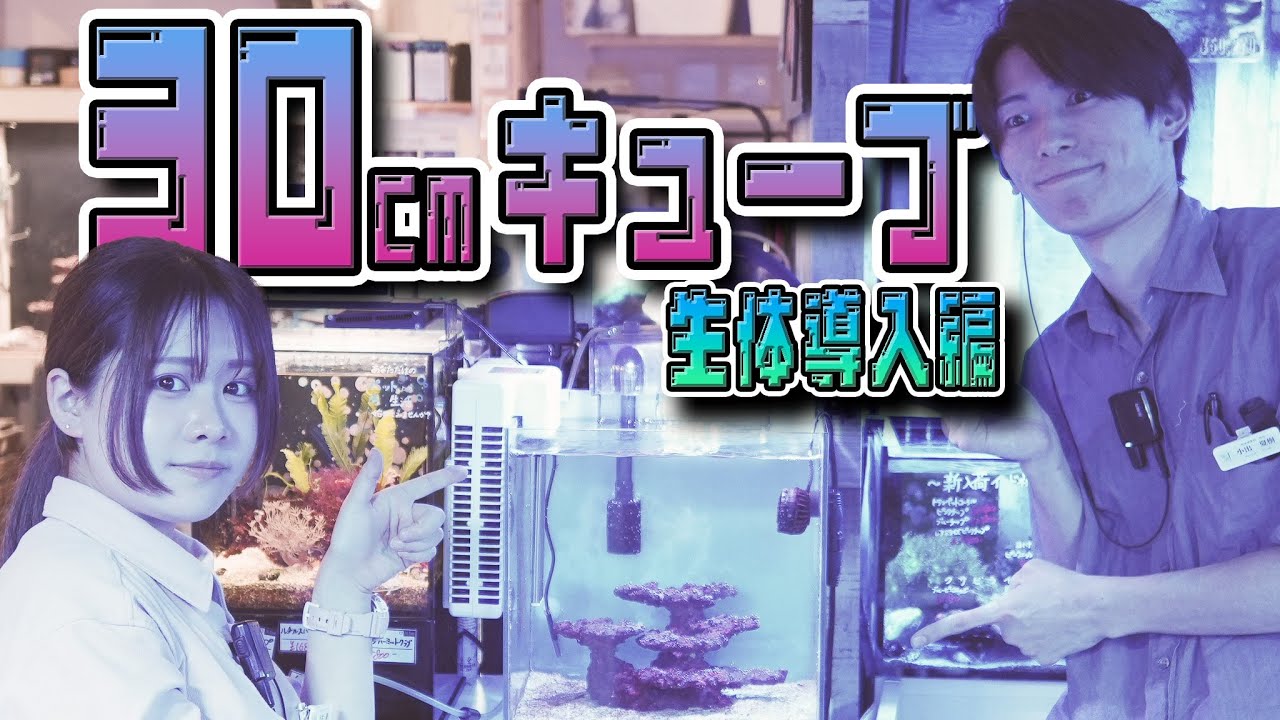 【ショートマンTV】エントリー向け！30cmキューブサンゴ水槽！生体導入編！