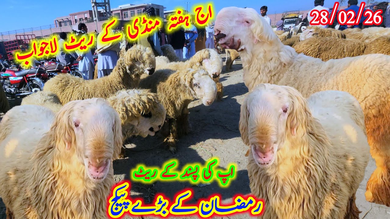 رمضان کے بڑے پیکج اپ کی پسند کے ریٹ اج ہفتہ منڈی کے ریٹ لاجواب Malik imran goat farm 28 Februar 2026