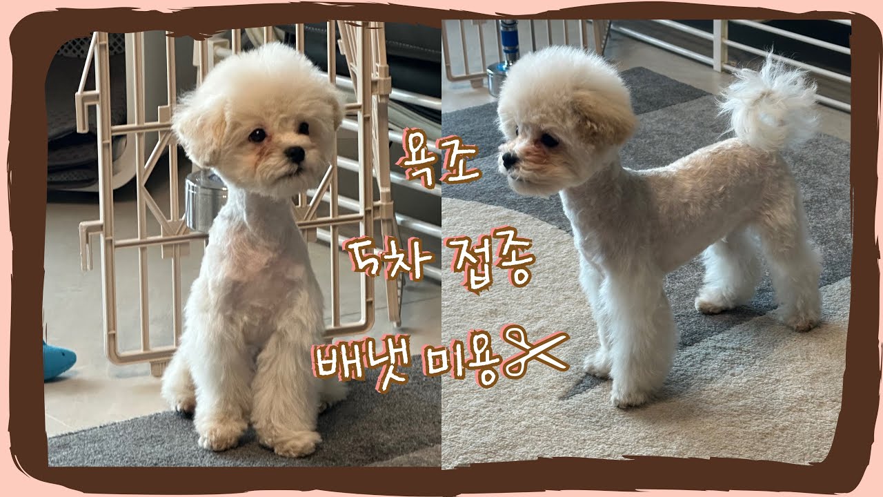 5차 접종 끝낸 날 🐶 생애 첫 배냇미용 + 강아지 욕조 언박싱