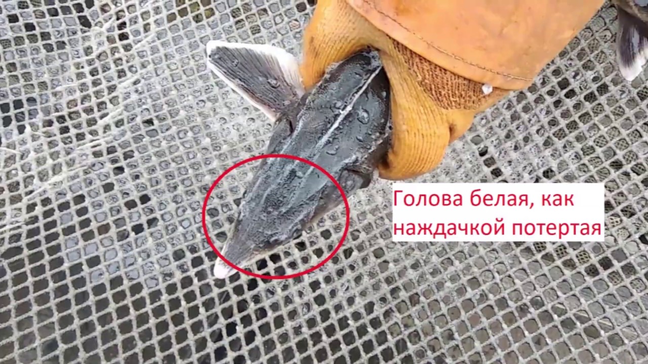 Как отобрать без УЗИ осетров в РМС? Определение пола осетров.