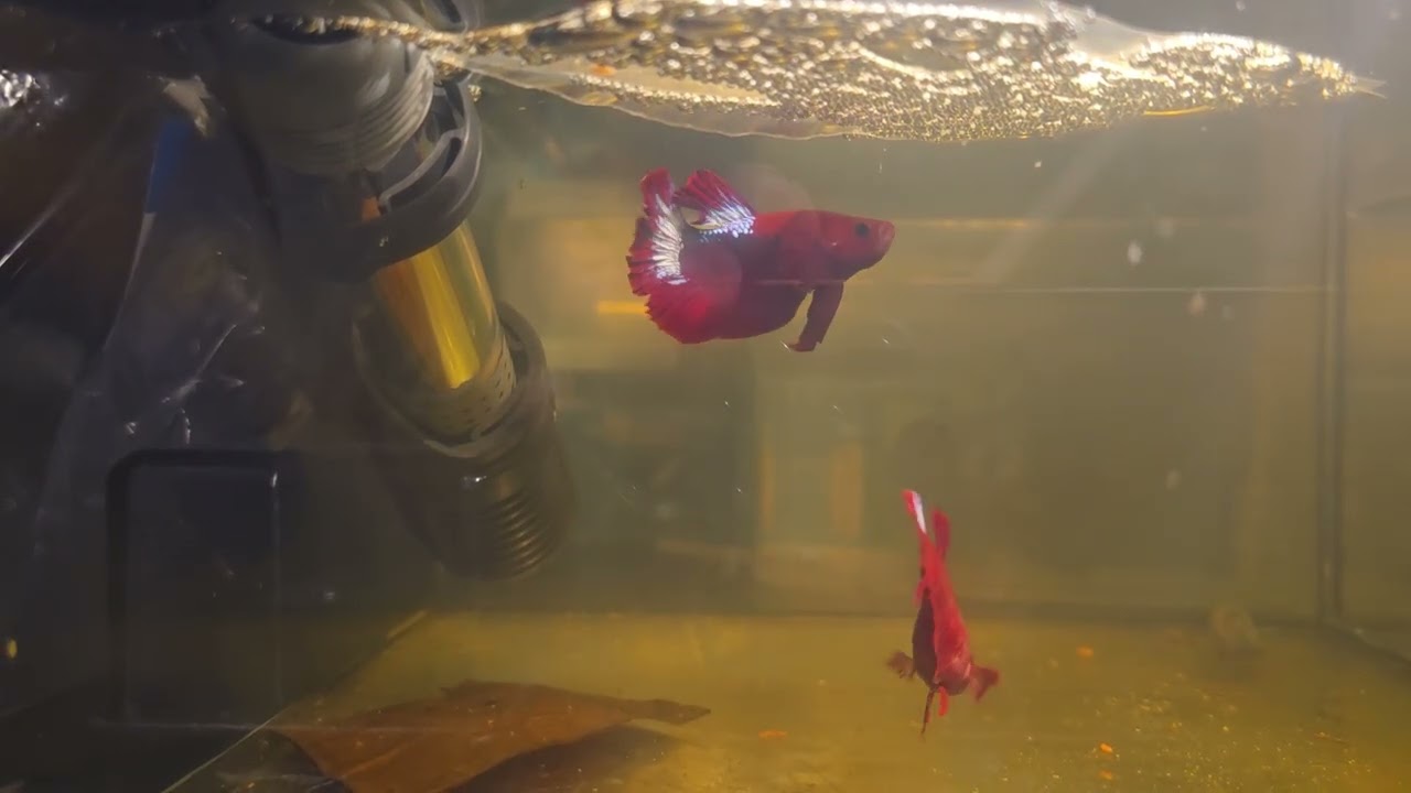 Hellboy Bettas