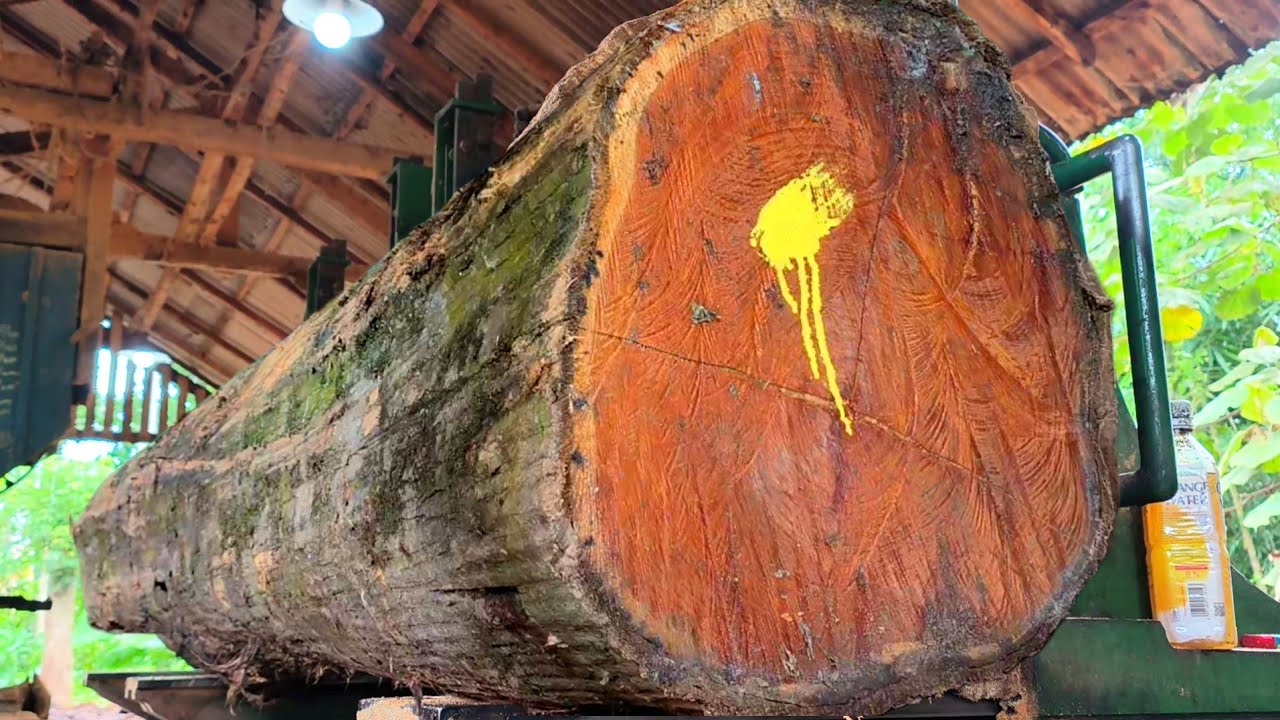 8 foot oak cutting inside the sawmill || Timber mill