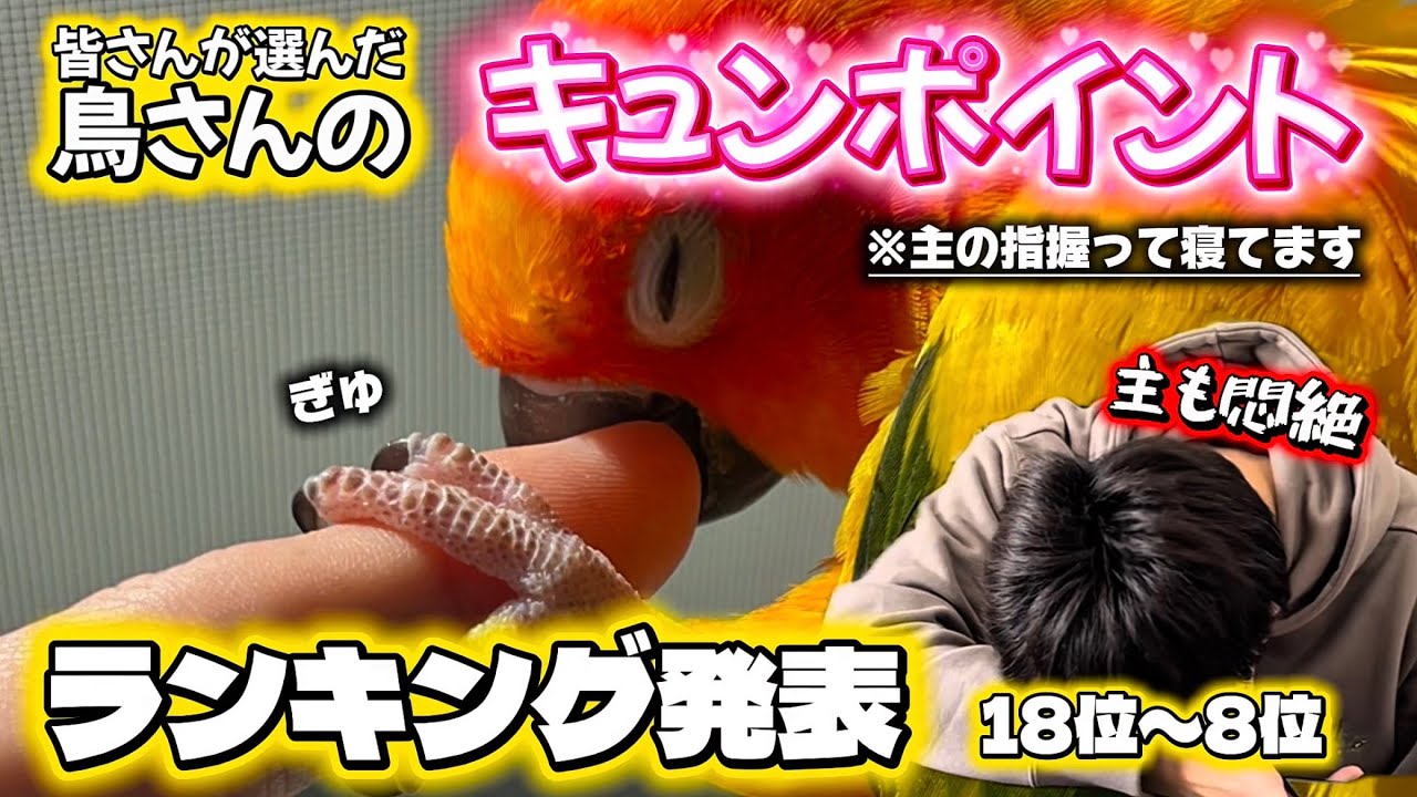 ①トリキュン🫰ランキング発表!!① 18位〜８位
