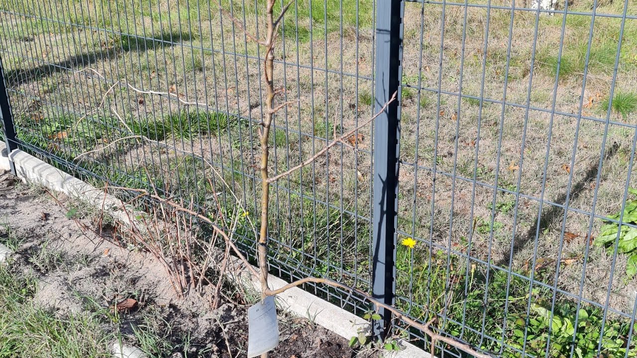 Présentation de ma haie fruitière de 20 mètres