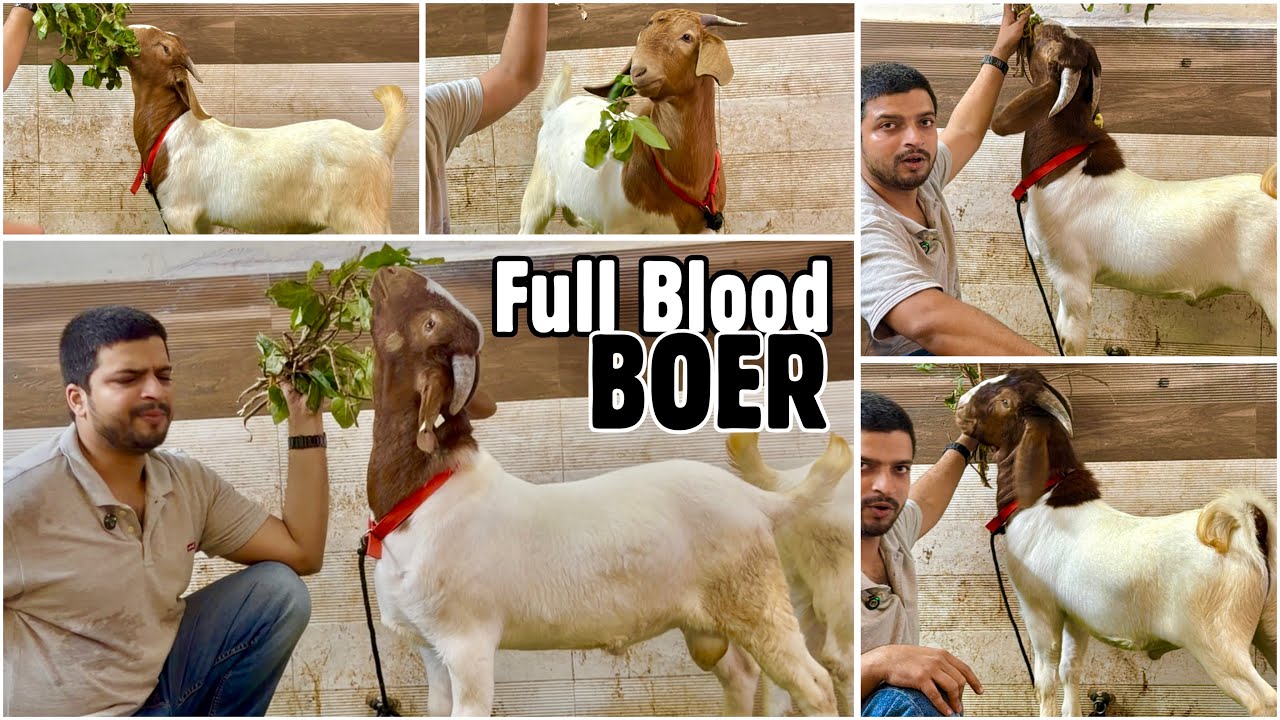 Full Blood, 2nd & 3rd Generation Boer Goat Kids at S.U Exotic Mumbai