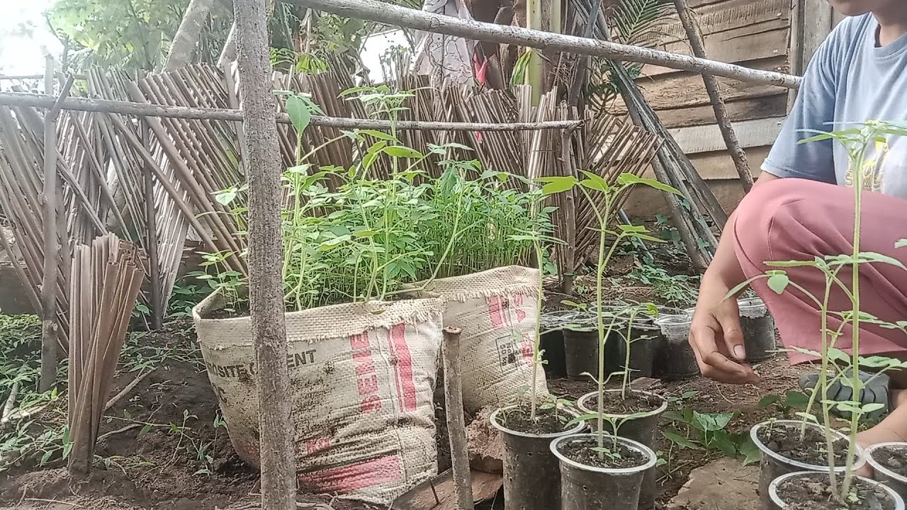 Aktivitas di kebun mini samping rumah, tanam tomat dan kemangi