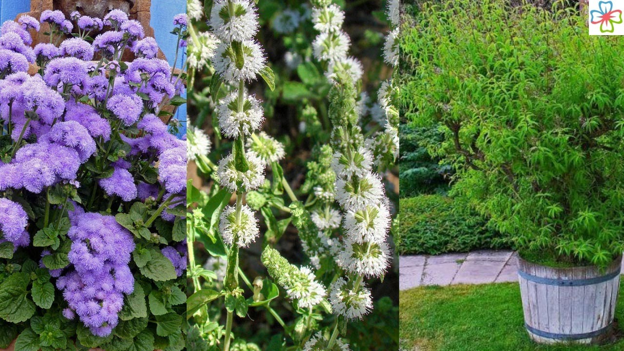 17 Best Plants That Repel Mosquitoes | Mosquito Repelling Plants
