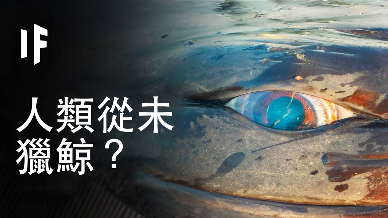 【中配】如果人類從未獵鯨？｜大膽科學