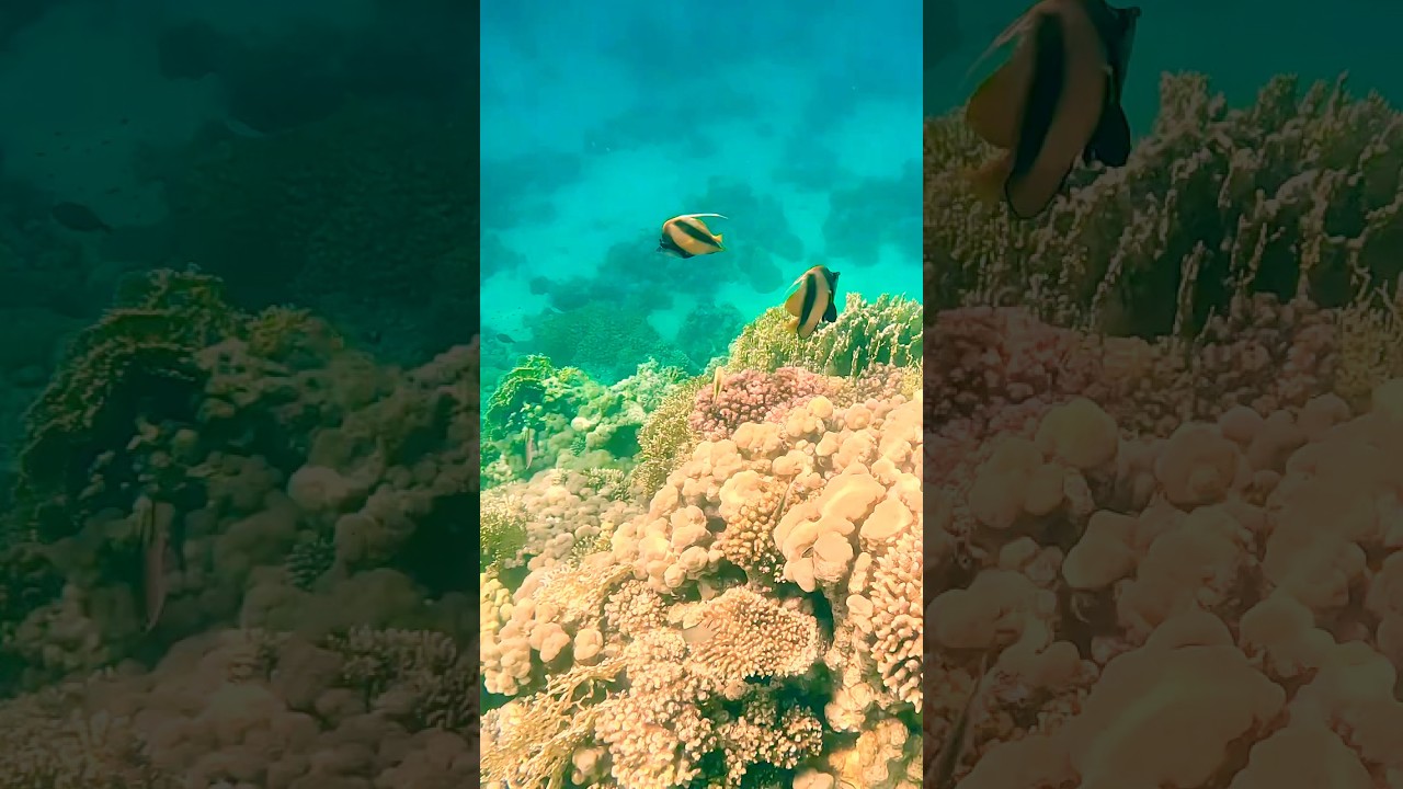 Egypt Diving 