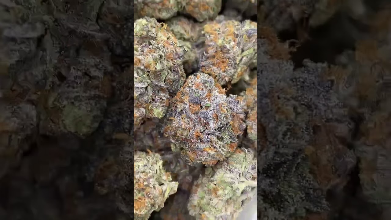 PROJECT 4516 CANNABIS STRAIN! #project4516 #project4516strain #project4516weed #cannabis PREVIEWS