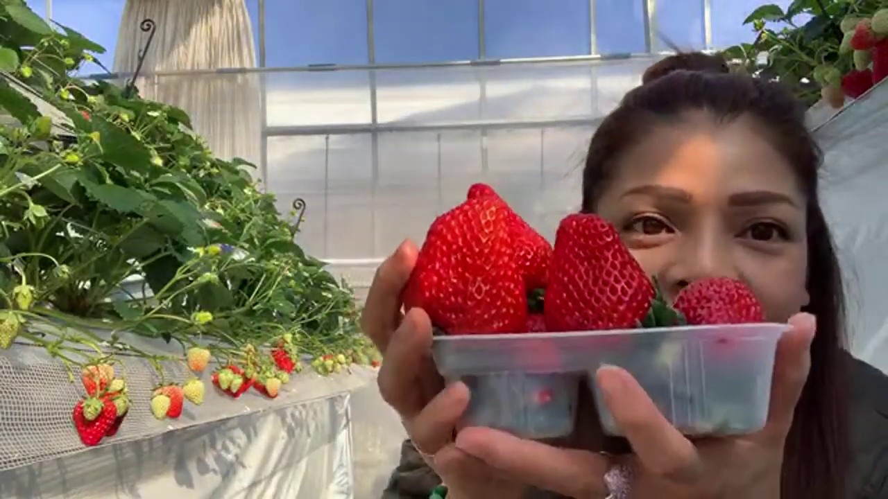 กินสตอเบอรี่ในสวน#ลูกใหญ่ๆสดๆในสวน#1/3/2020#ep1