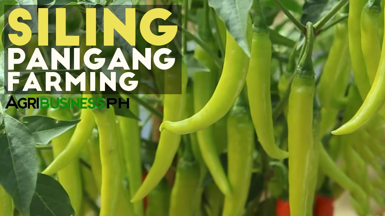 Siling Panigang: Siling Panigang Planting Guide for Abondant Harvest