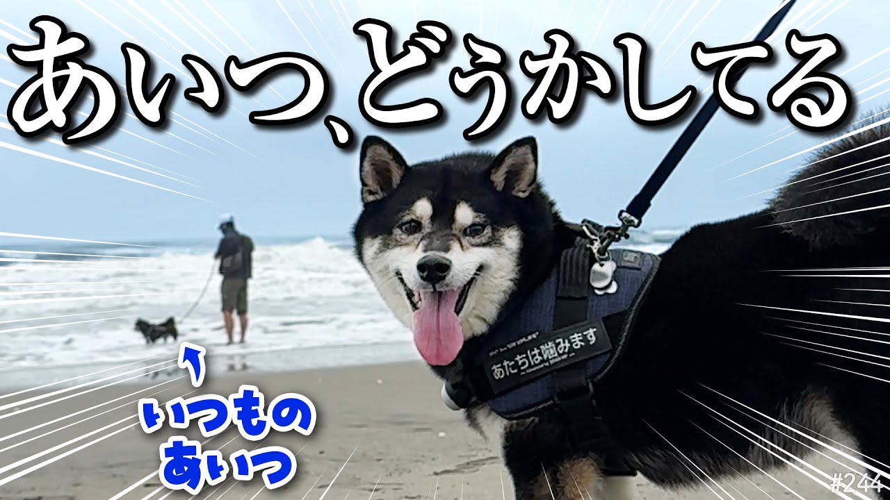 海でのお友達犬はどうかしてやがる。