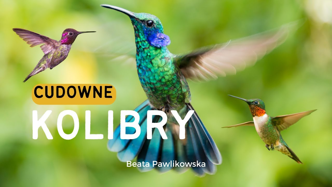 Cudowne kolibry