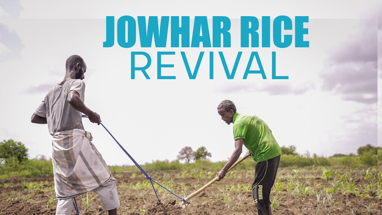 Возрождение рисоводства в Джохаре: как улучшенные семена меняют рисоводство в Сомали