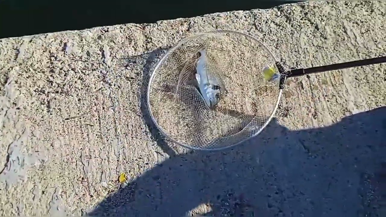 ψαρεμα τσιπουρας, λαβρακιου με εγγλεζικο .    Match fishing in Greece for sea bream, sea bass