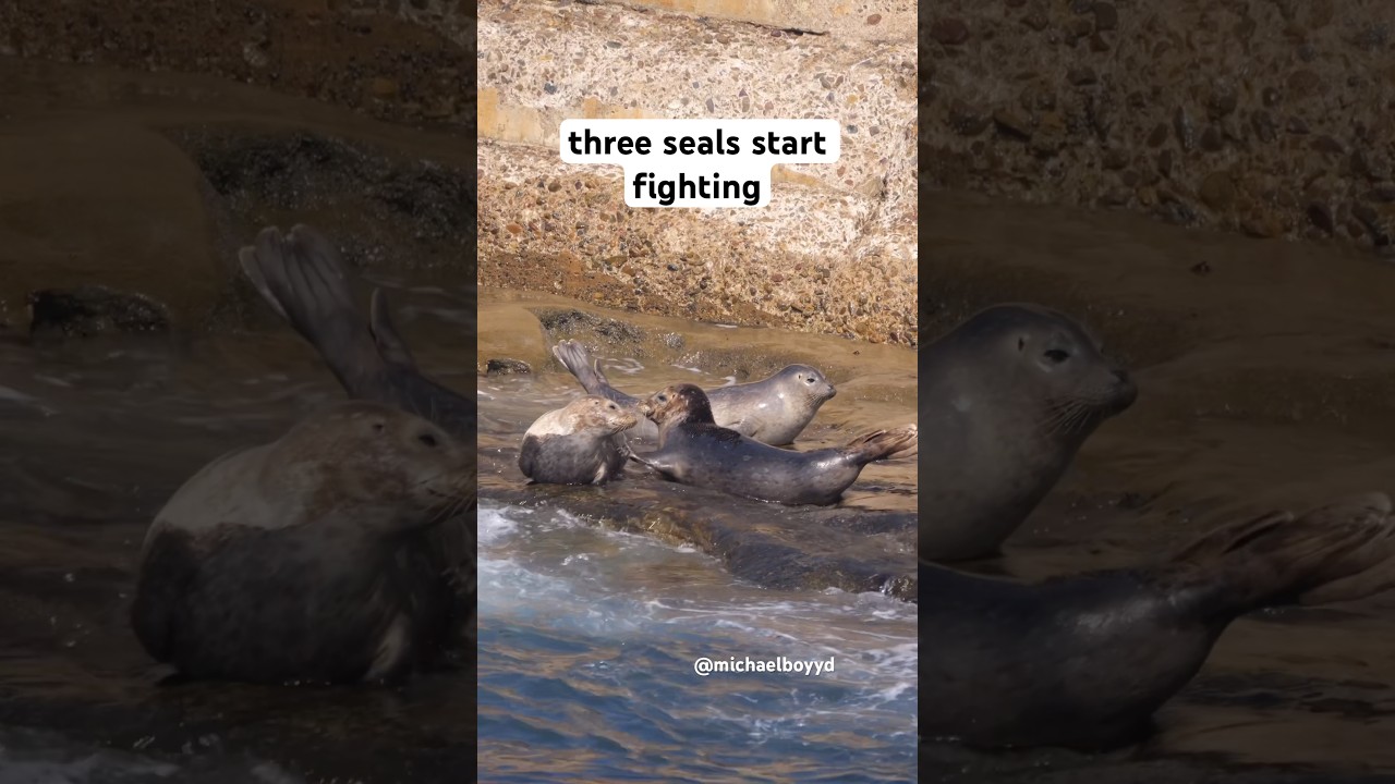 Three seals start a crazy fight