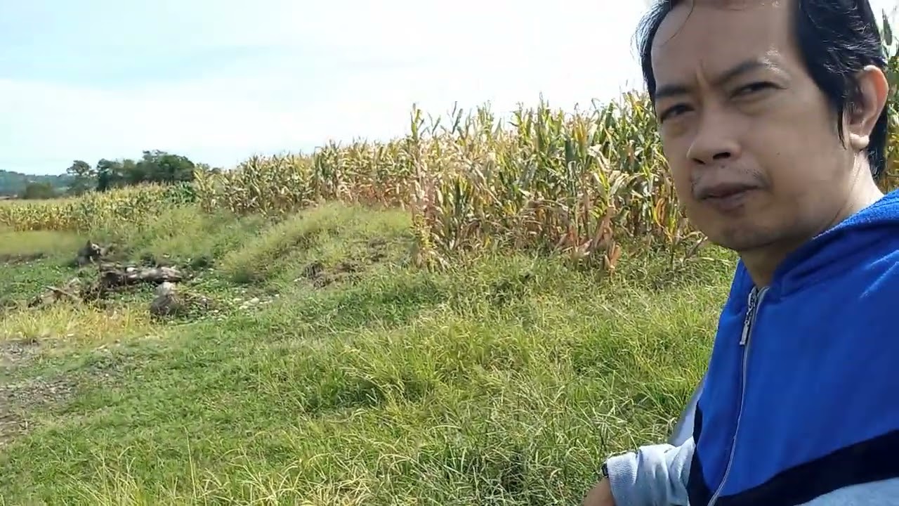 Nagsubay me sa maisan na harvesunon