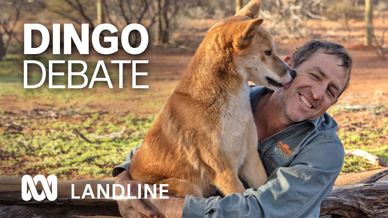 Shooting of pet dingoes reignites debate over the animal's place in Australia 🐾 | ABC Landline