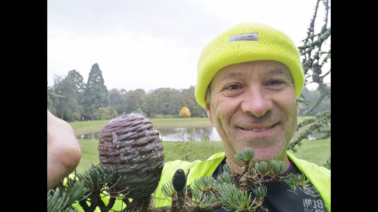 EcoGeeko Cedar of Lebanon Cedrus libani
