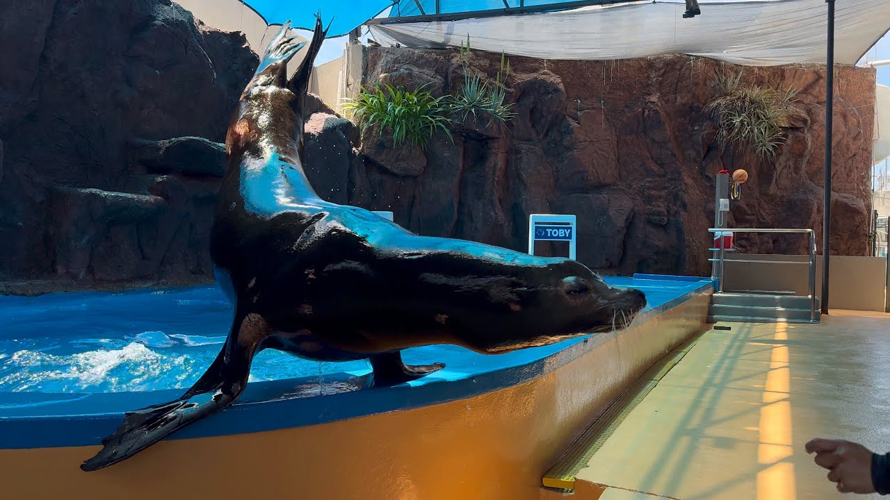 Sea Lion Show Grand Acuario Mazatlan-Lobos Marinos Gran Acuario Mazatlan.