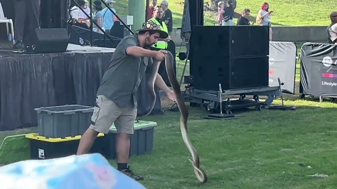 Face to Face with a Giant Lizard and a 4-Meter Snake in Australia | Crowd Touches It After the Show