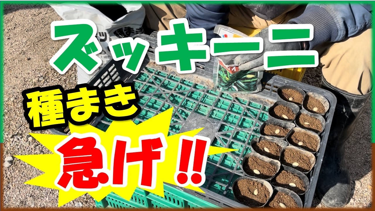 【ズッキーニ種まき】爆収穫はここで決まる！