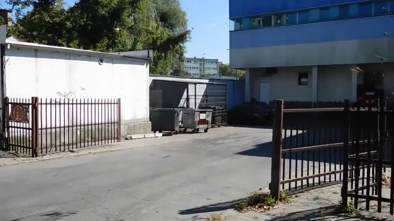 Tiger Bonzo grzebie w śmietniku