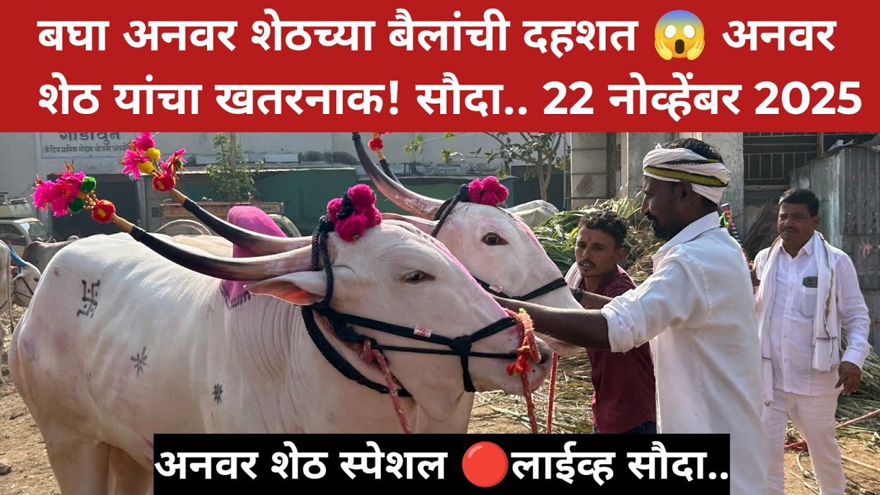 बघा अनवर शेठच्या बैलांची दहशत😱 अनवर शेठ यांचा खतरनाक सौदा😍 22 नोव्हेंबर 2025 | Chalisgaon bail bazar