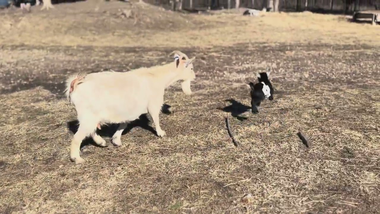 Freedom for the Mama! & Kids meeting the herd!!!