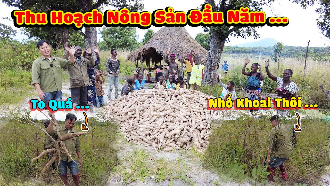 Thế Nhân || Thu Hoạch Số Lượng Lớn Khoai Sắn Bổ Sung Nguồn Lương Thực Cho Người Dân Ngày Giáp Hạt