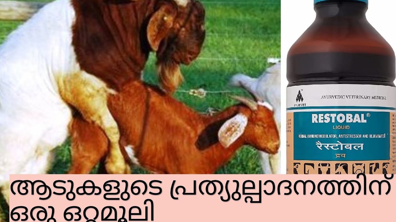 ആട് കർഷകർക്ക് ഒരു ഒറ്റ മൂലി 😇 ആടുകളുടെ പ്രത്യുൽപാദനത്തിന് .രോഗ പ്രേധിരോധ ശേഷി വർദ്ദിക്കാൻ#goat