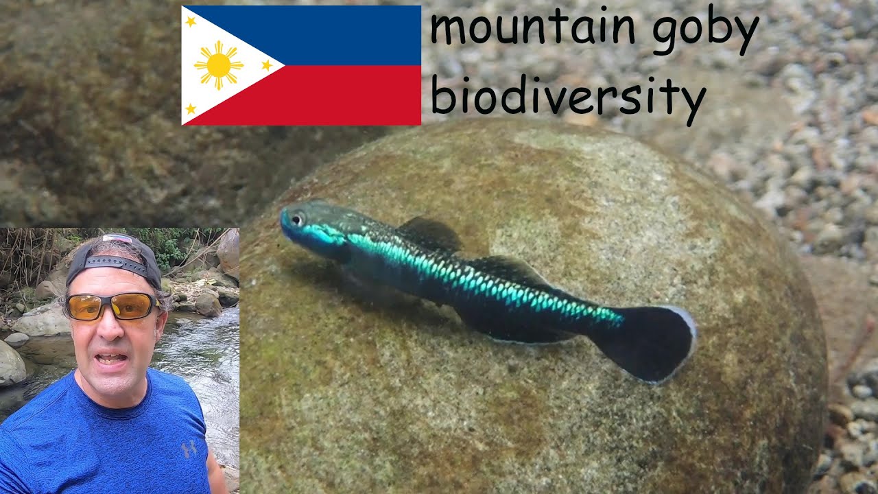 The Mountain #Gobies of the Philippines