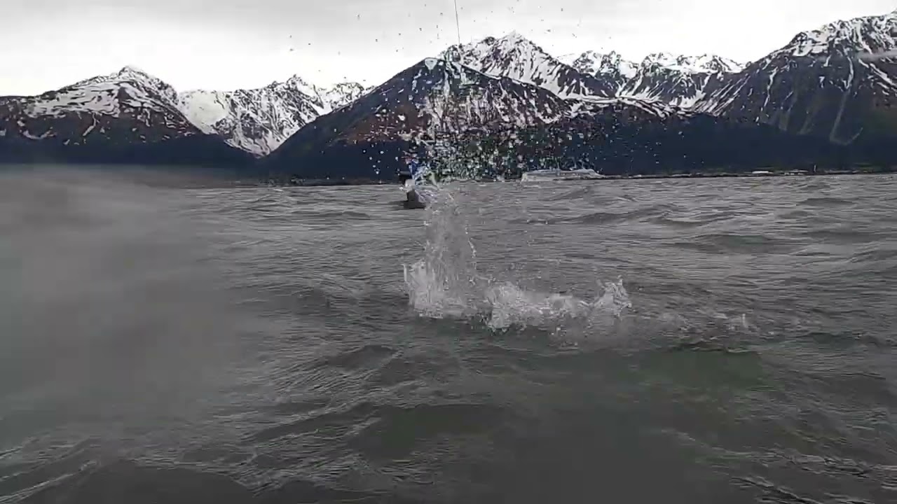 Seward Alaska#salman #fishing #snagging for Red Salmon 2023