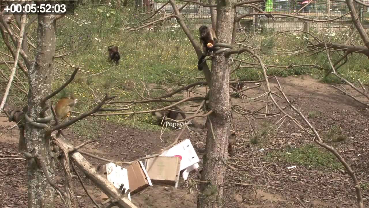 Student resource - 10 minute Animal Behaviour sampling video