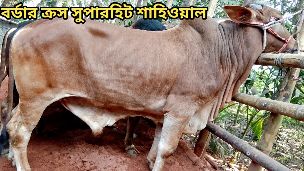 বর্ডার ক্রস ১০০% সুপারহিট জাত ও মানের শাহিওয়াল কালেকশান ।। ০২/০২/২০২৬
