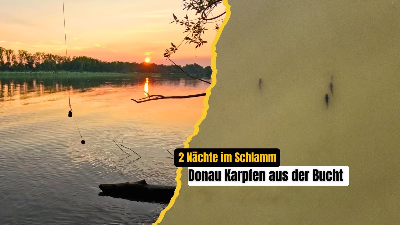 Karpfenangeln an der Donau in einer Bucht I 2 Nächte im Schlamm I Wir haben sie gefunden!
