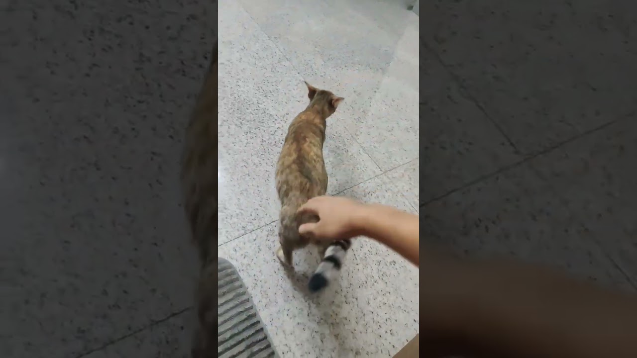 hosting a fight with tabby cat#shorts #cat #tabbycat #catlovers #catvideos #catsofyoutube #cats