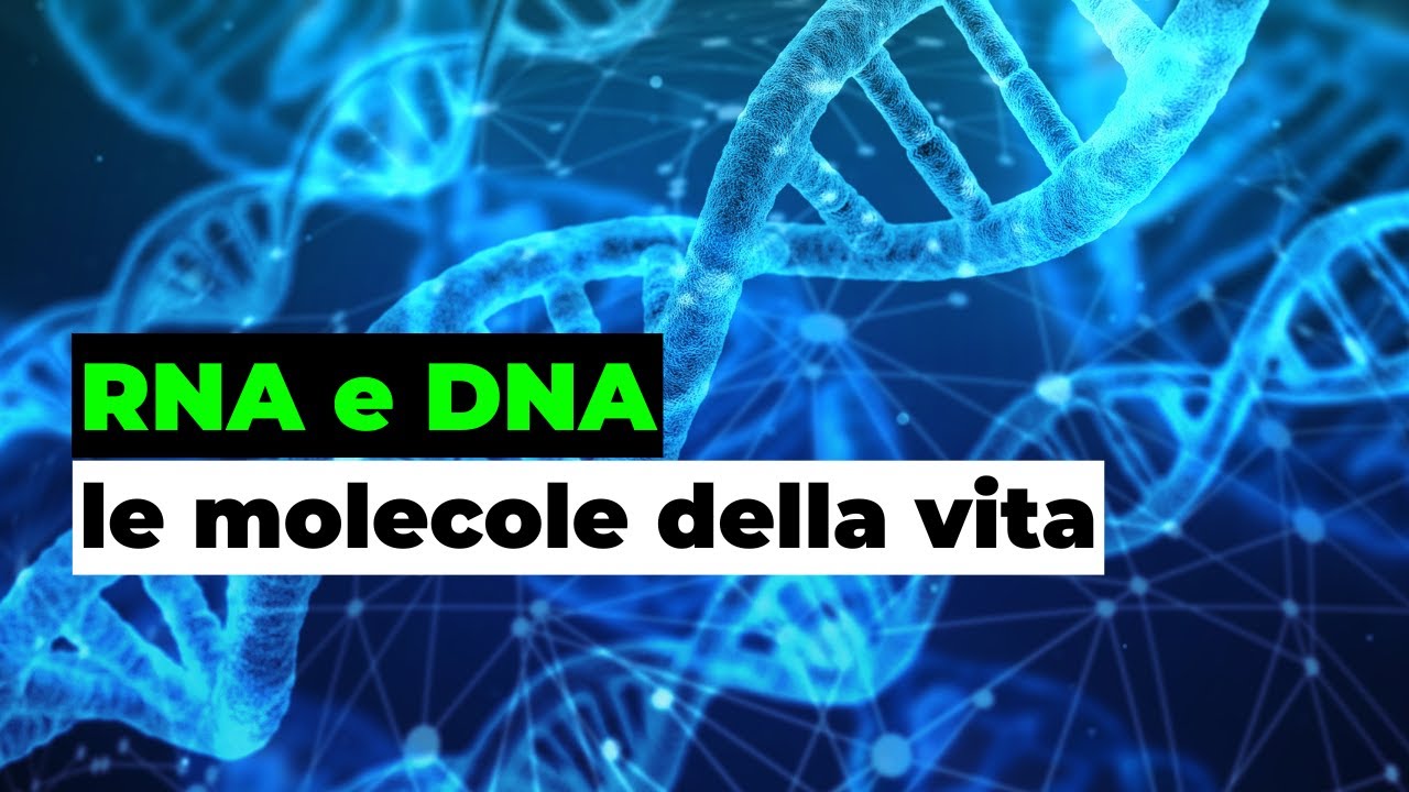 RNA e DNA: le molecole della vita