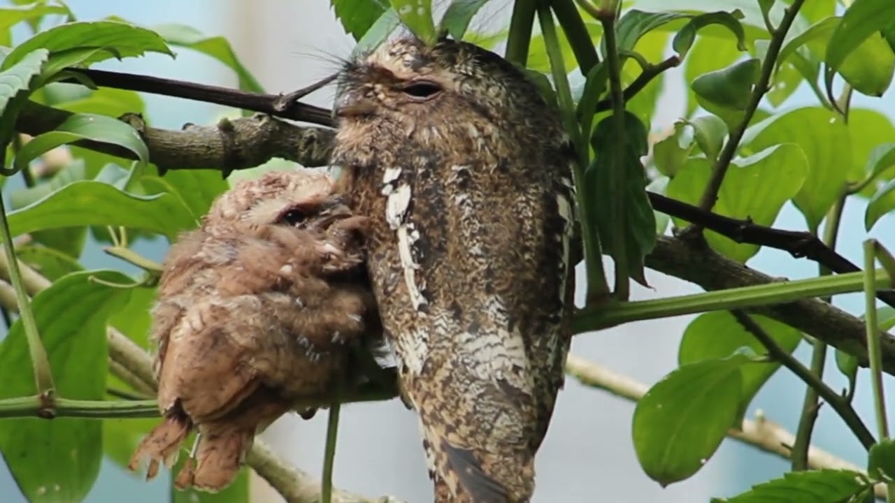 Bird watching in Bhutan