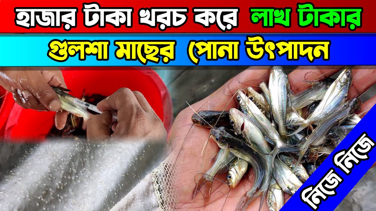 সম্পুর্ন নিজে নিজেই উৎপাদন করুন গুলশা মাছের পোনা। Gulsha Fish fingerlings production system.