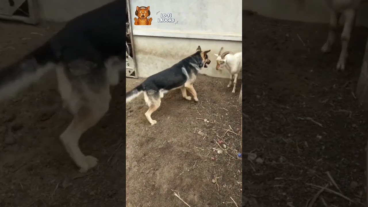 Headbutt Showdown! Dog vs Goat 😤💥#shorts