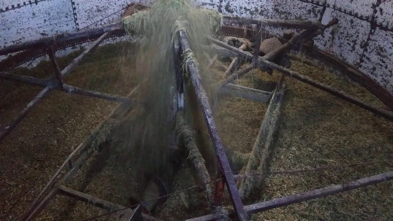 Topping our milking cow silo with corn silage