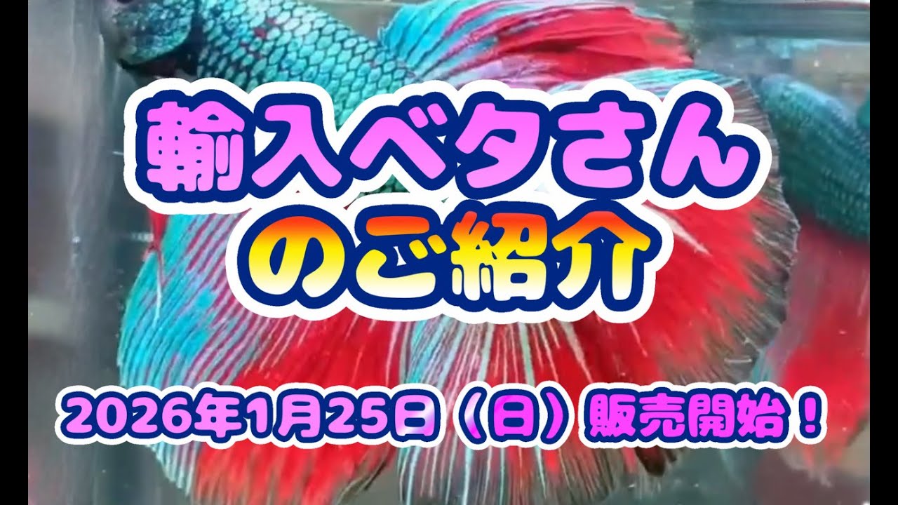 2026年1月25日（日）販売開始！輸入ベタさん紹介動画