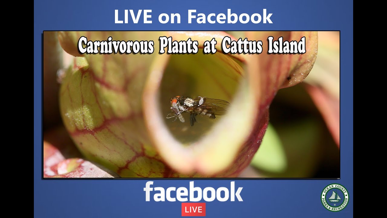 Cattus Island's Carnivorous Plants