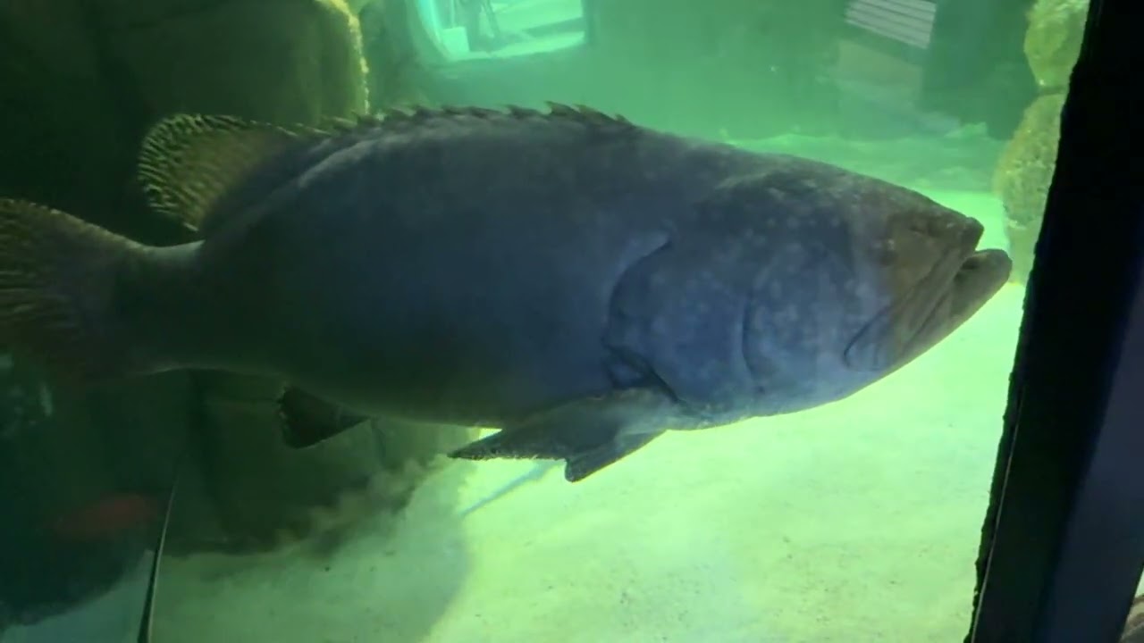 Boise Aquarium. What's your favorite fish?
