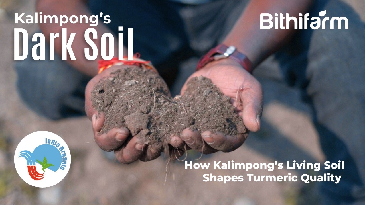How Kalimpong’s Living Soil Shapes Turmeric Quality | Bithi Farm