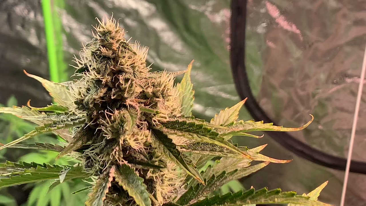 8 week old GSC extreme auto ilgm