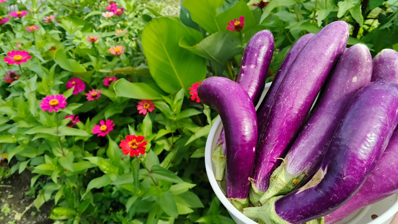 Belanja lagi dikulkas hidup, Panen terong ungu melimpah, daun melinjo, daun singkong dan jamur